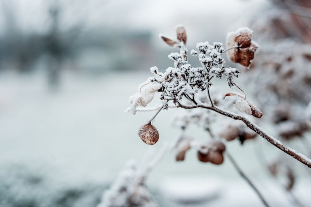 How to Create a Cozy Winter Ambiance: Home Decor Ideas for the New Year